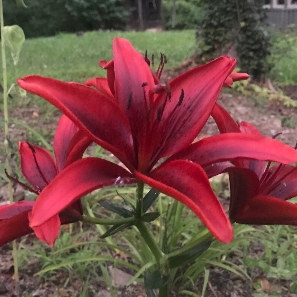 Meet your Posher, Tracy